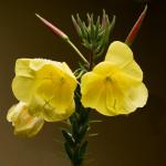 Óleo de prímula - o poder de embelezamento das flores amarelas